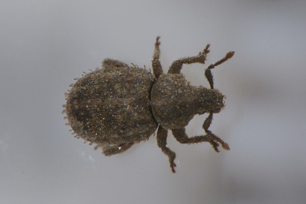 Trachyphloeus?